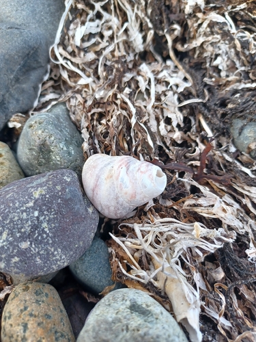 Tegula pulligo observed 2026-10-03