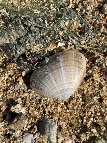 Mactra chinensis, 2026-10-04