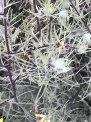 Cordylanthus rigidus setigerus