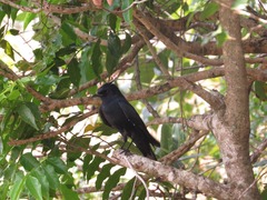 Knipolegus lophotes