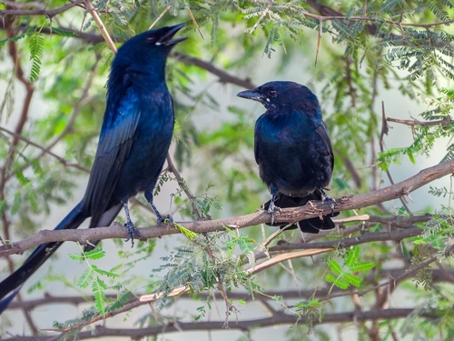 Black Drongo