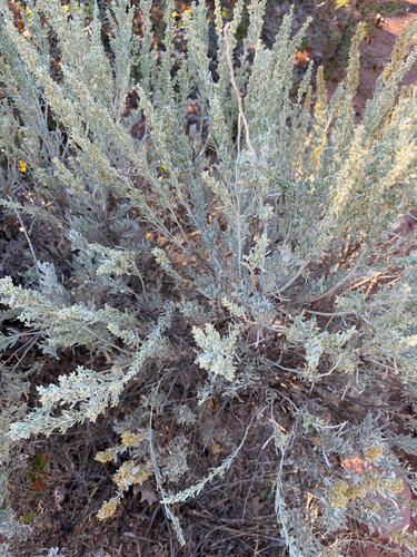 Big Sagebrush