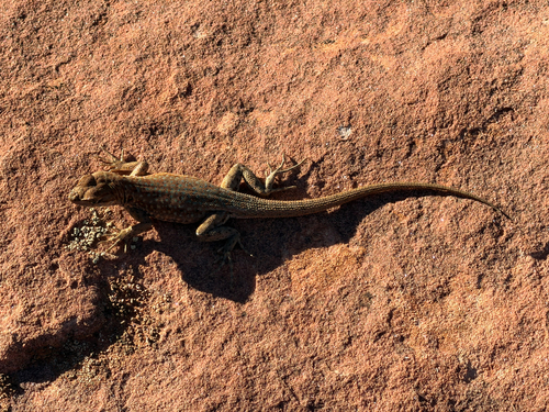 Common Side-blotched Lizard
