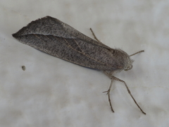 Compsoptera opacaria