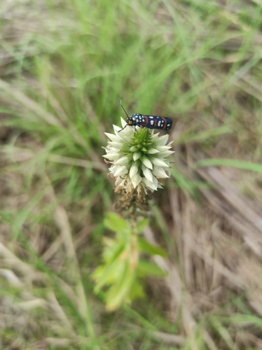 Coutoubea spicata observed 2026-10-03