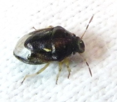 Neottiglossa cavifrons