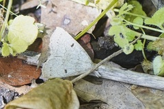 Chytolita morbidalis