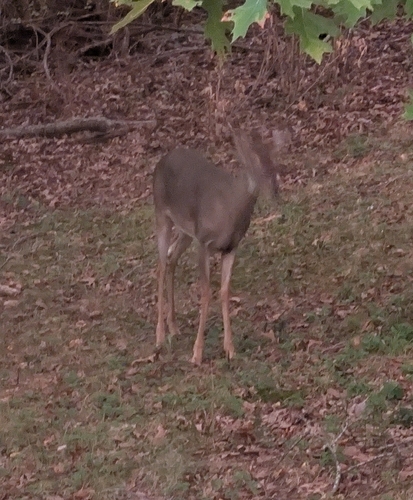 White-tailed Deer