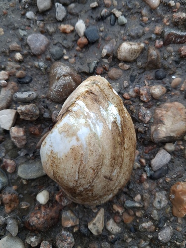 Deertoe Mussel