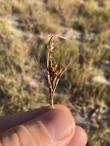Cyperus schweinitzii observed 2026-10-03