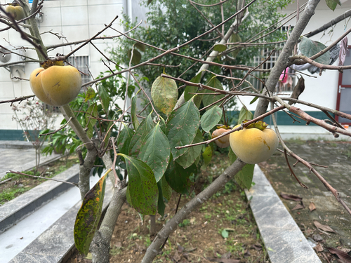 Japanese Persimmon