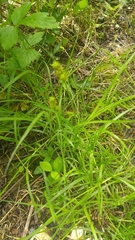 Carex tribuloides