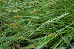 Carex densa