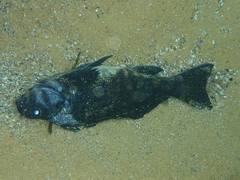 Aplodactylus lophodon