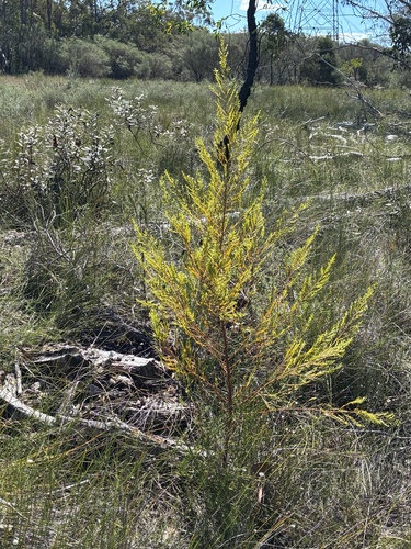 Olax stricta, 2026-10-04