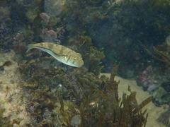 Torquigener pleurogramma