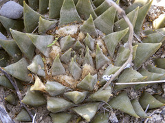 Ariocarpus trigonus