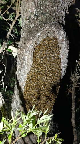 Western Honey Bee