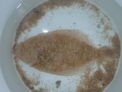 Pseudorhombus jenynsii