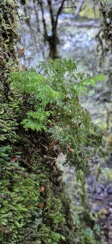 Hymenophyllum pulcherrimum observed 2026-10-03