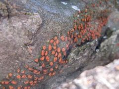 Amphilogia gyrosa
