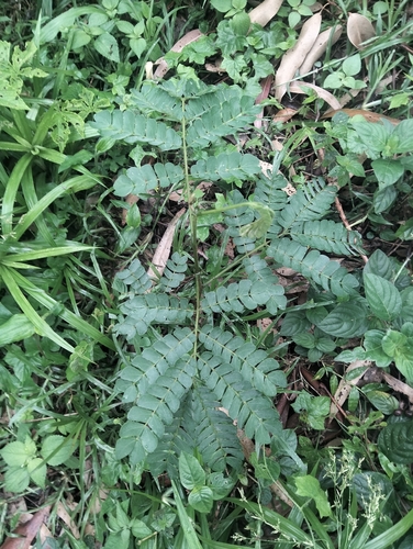 Albizia adianthifolia observed 2026-10-04