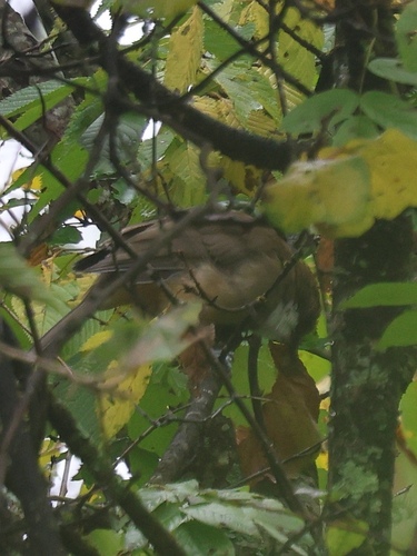 Garrulax albogularis observed 2026-10-01