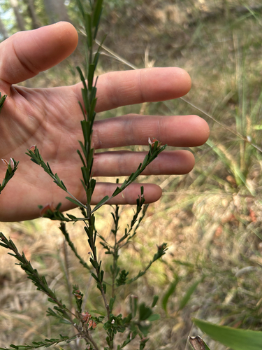 Pultenaea retusa observed 2026-10-04
