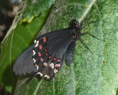 Heraclides rogeri pharnaces