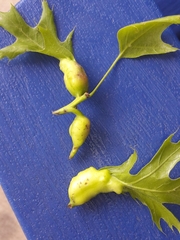 Melikaiella tumifica