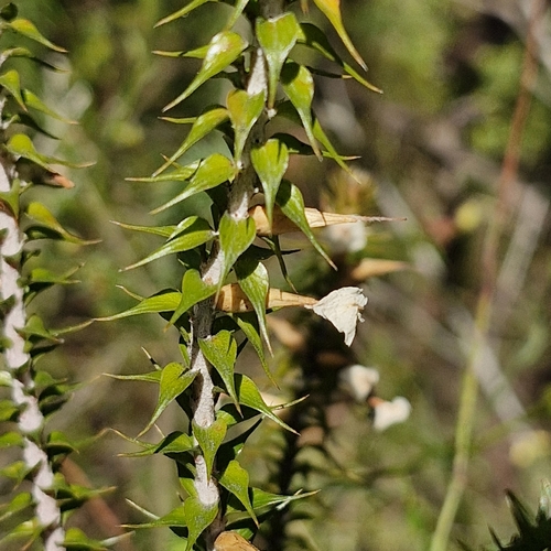 Woollsia pungens, 2026-10-04