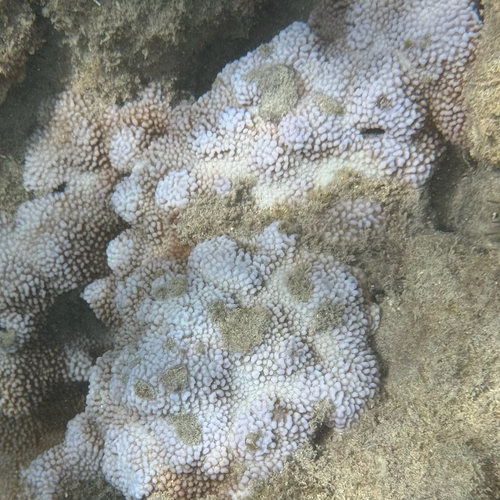 Montipora capitata, 2026-08-26
