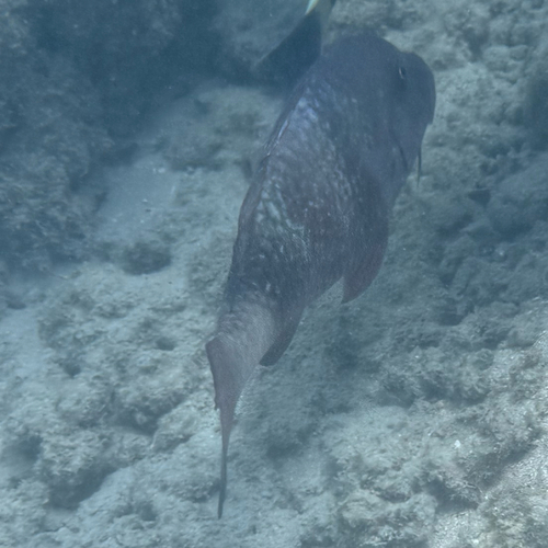 Parupeneus insularis observed 2026-08-26