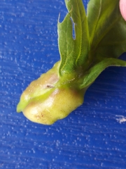 Melikaiella tumifica