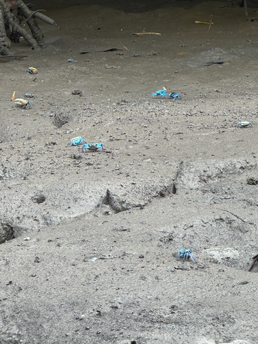 Spined Fiddler Crab
