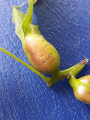 Melikaiella tumifica