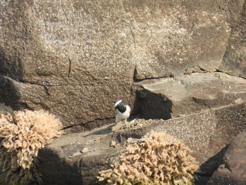 White-browed Wagtail