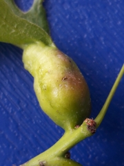 Melikaiella tumifica