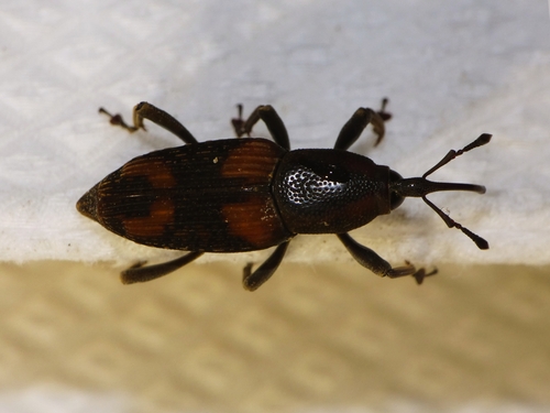 Rhabdoscelus obscurus, 2026-09-28
