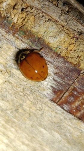 Asian Lady Beetle