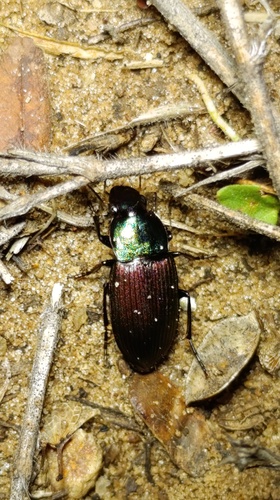 Neoaulacoryssus speciosus