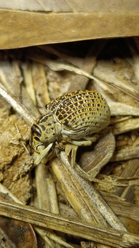 Cydianerus latruncularius