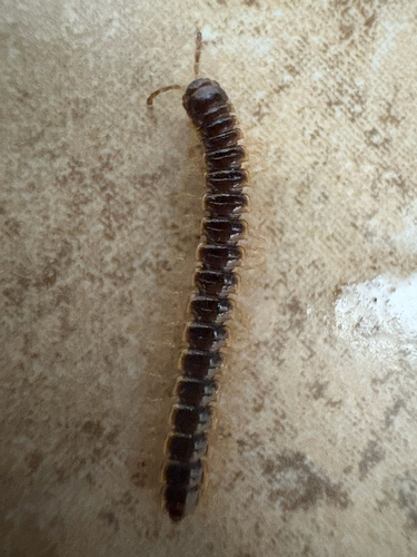 Greenhouse Millipede