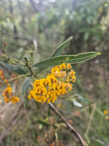 Daviesia corymbosa observed 2026-10-04