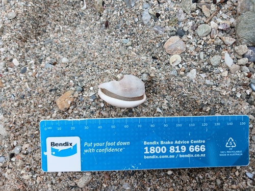Cypraea reevei observed 2026-10-04