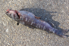 Ameiurus catus