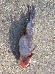 Ameiurus catus