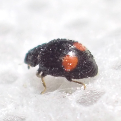 Tiny Lady Beetle photo 2
