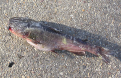 Ameiurus catus