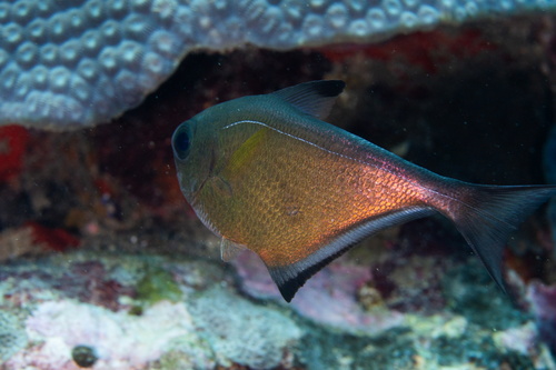 Pempheris vanicolensis observed 2026-10-01